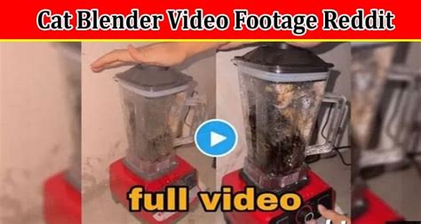 cat in blender twitter full video|Animal abuse videos go viral on Twitter, raising concerns